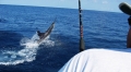 Pesca Golfito Sportfishing