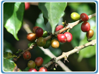 coffeecostarica2.jpg