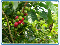 coffeecostarica3.jpg