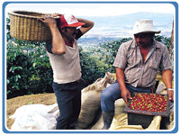 puravida.jpg